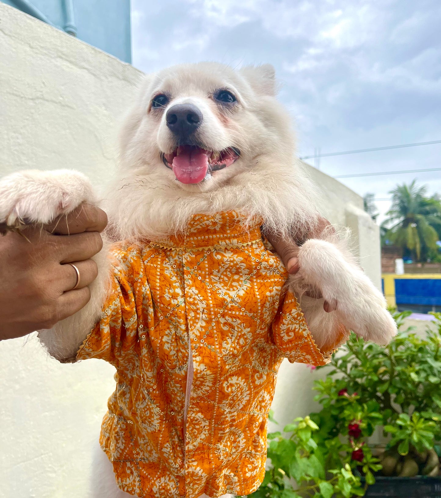 Yellow Sequins festive kurta for dogs and cats