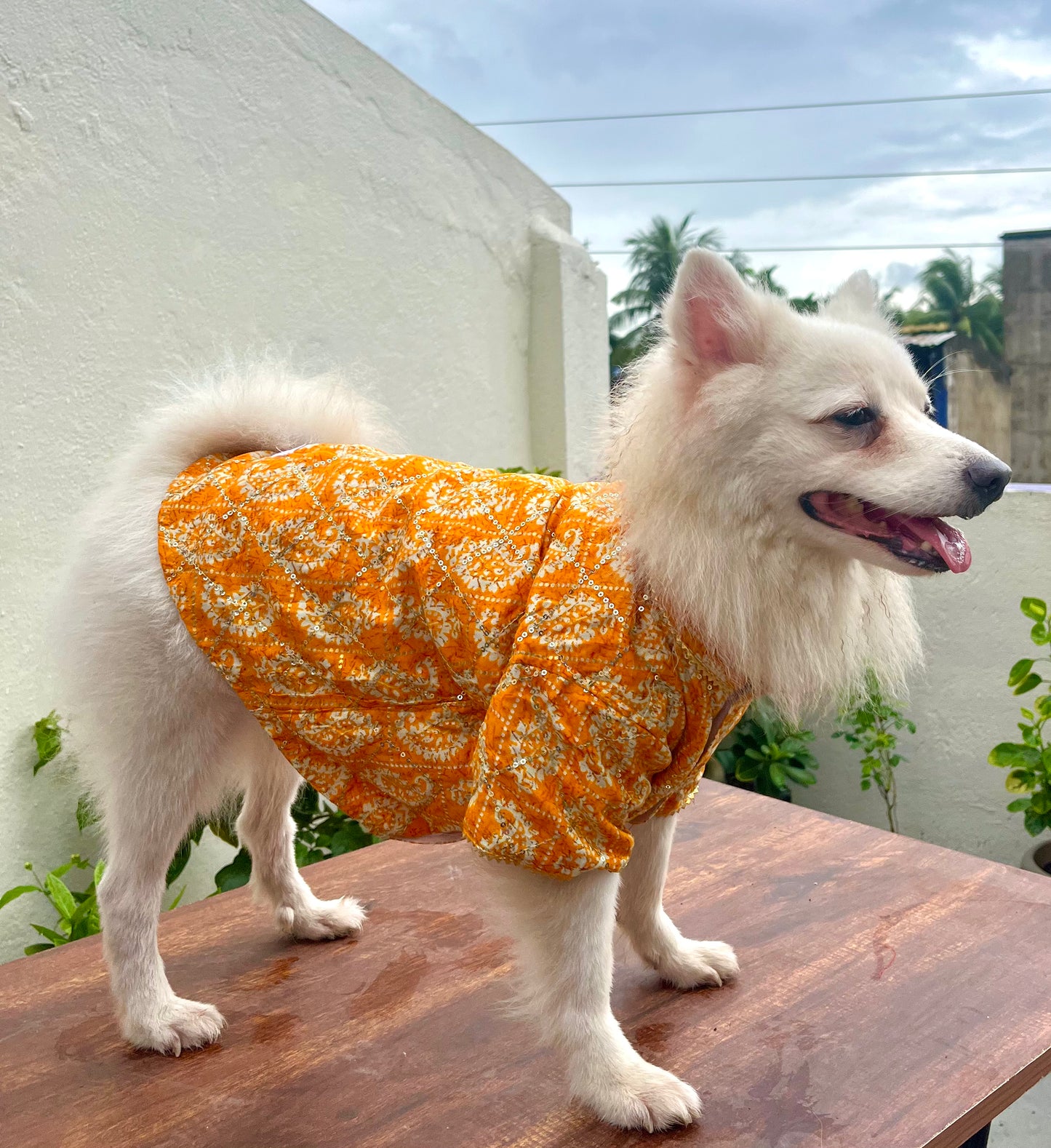 Yellow Sequins festive kurta for dogs and cats