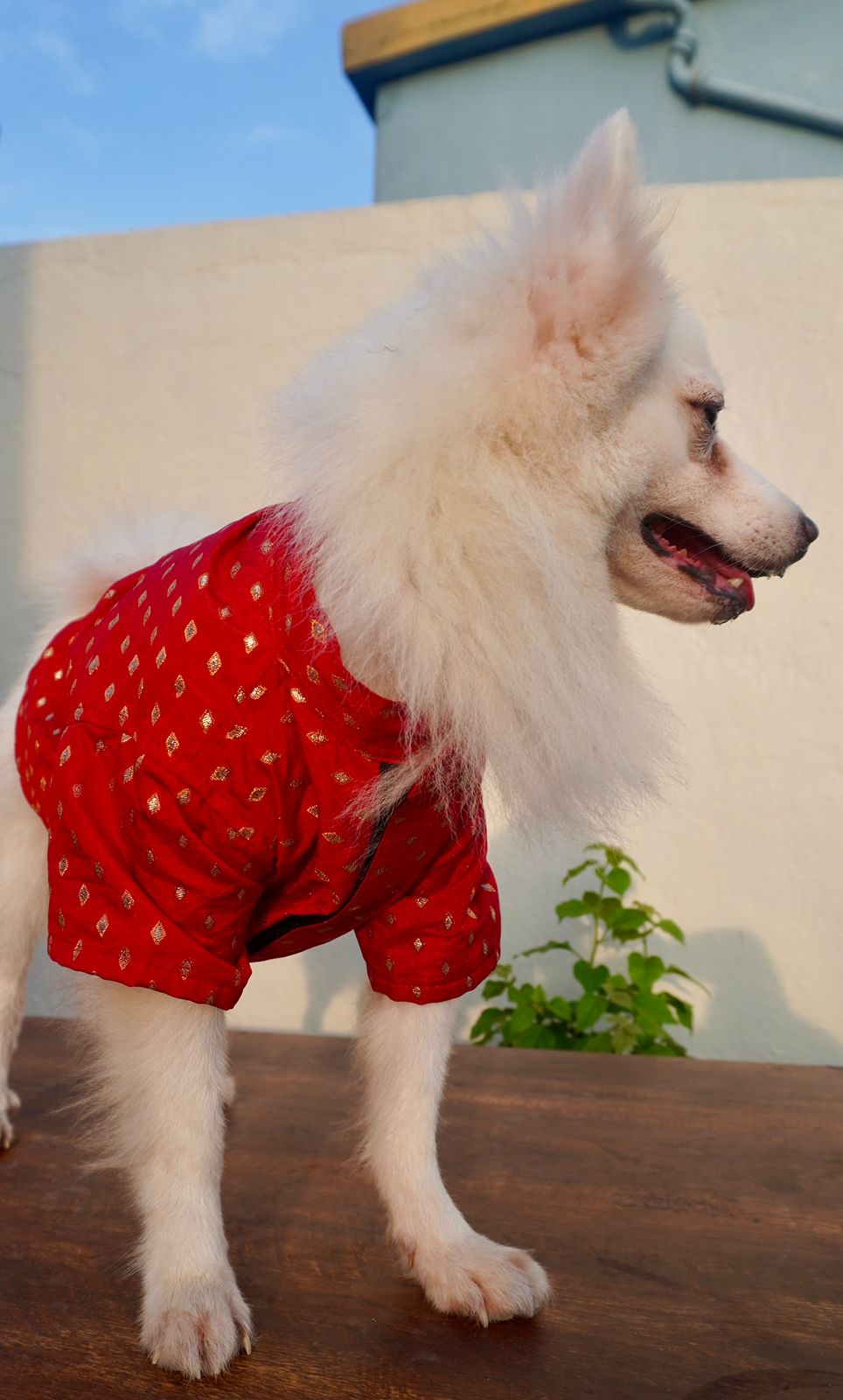 Red festive kurta for dogs and cats