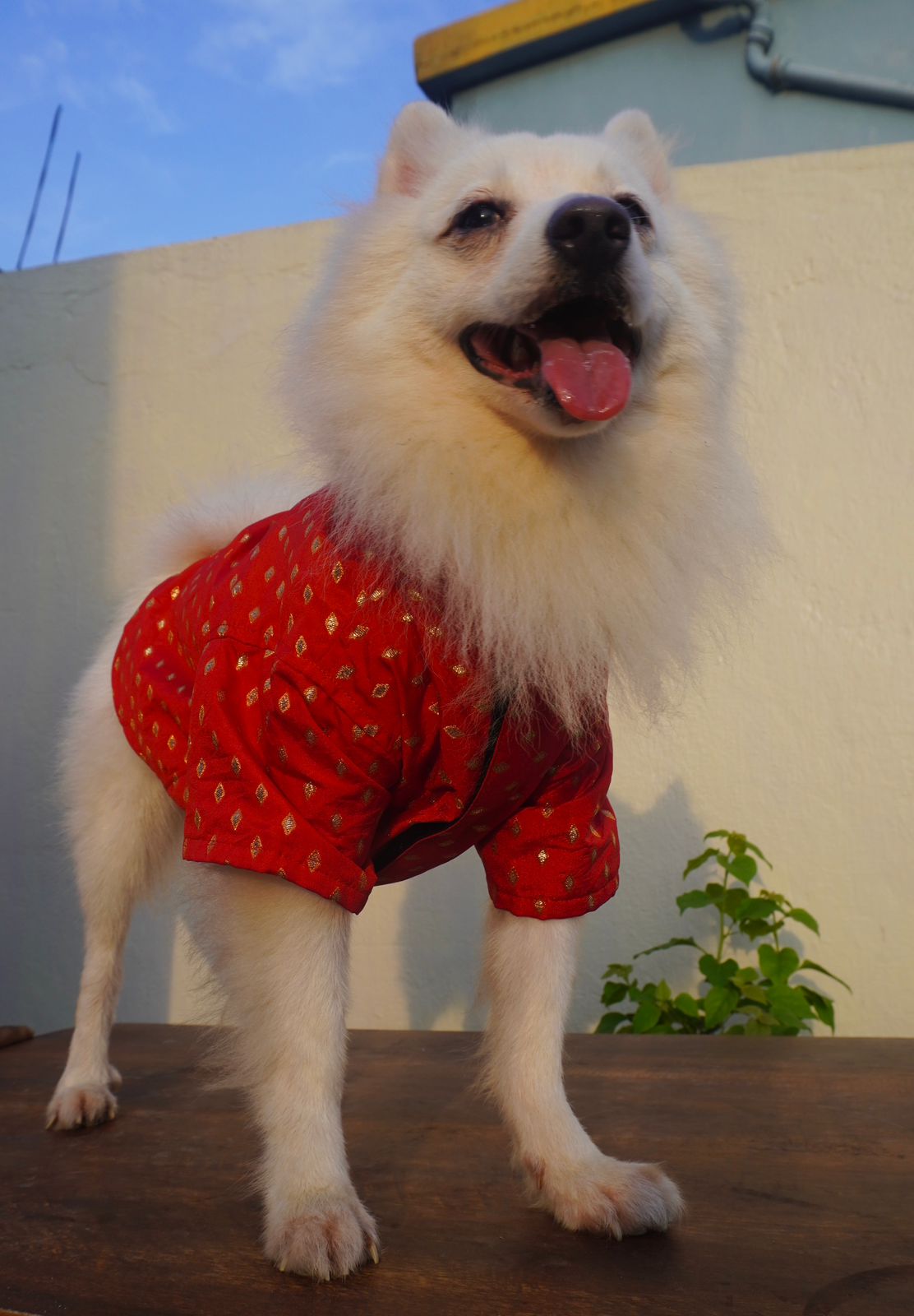 Red festive kurta for dogs and cats
