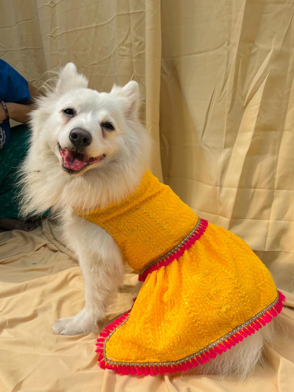 Yellow chikankari dress with fuschia tassels for dogs and cats