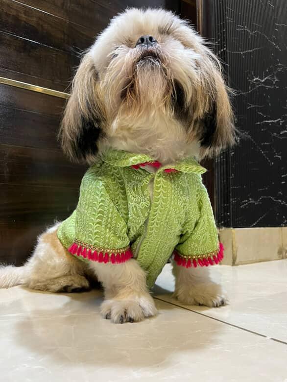 Pista Green Chikankari Kurta with Fuchsia Tassels for dogs & cats