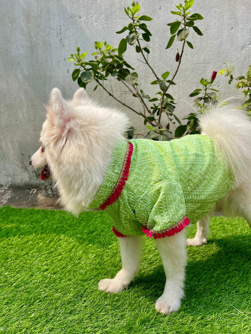 Pista Green Chikankari Kurta with Fuchsia Tassels for dogs & cats