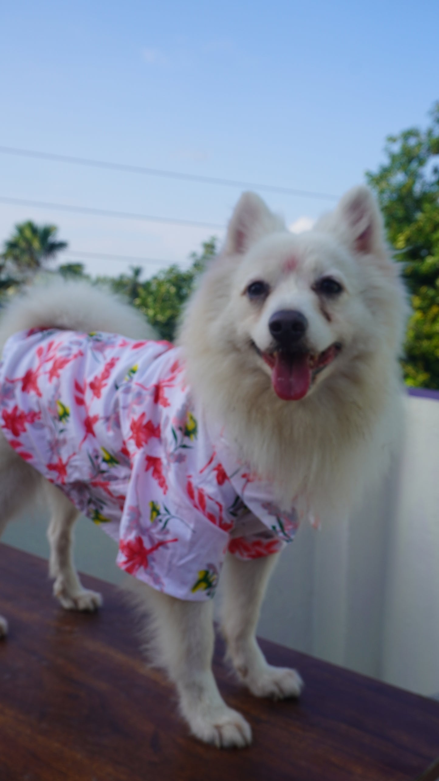 Tropical print shirts for pets
