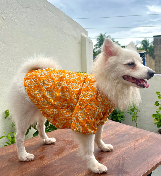 Yellow Sequins festive kurta for dogs and cats