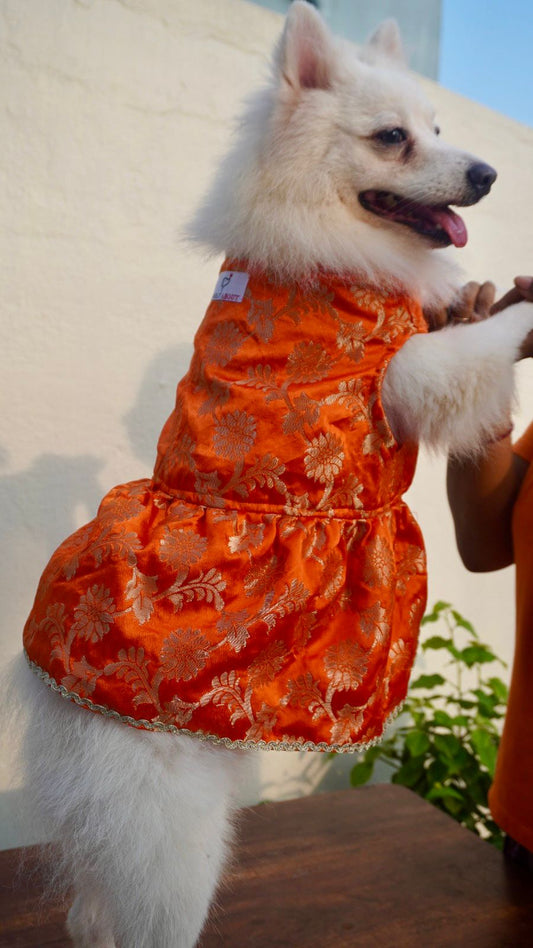 Orange Banarasi Dog Dress with Gold Lace Detailing
