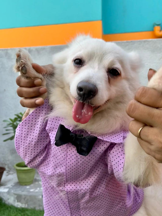 Lavender polka dot shirt