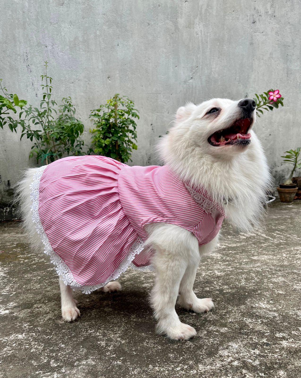 Pawfectly pink stripe lace dress