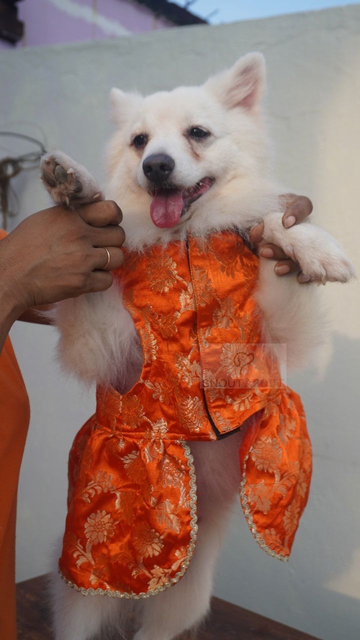 Orange Banarasi Dog Dress with Gold Lace Detailing
