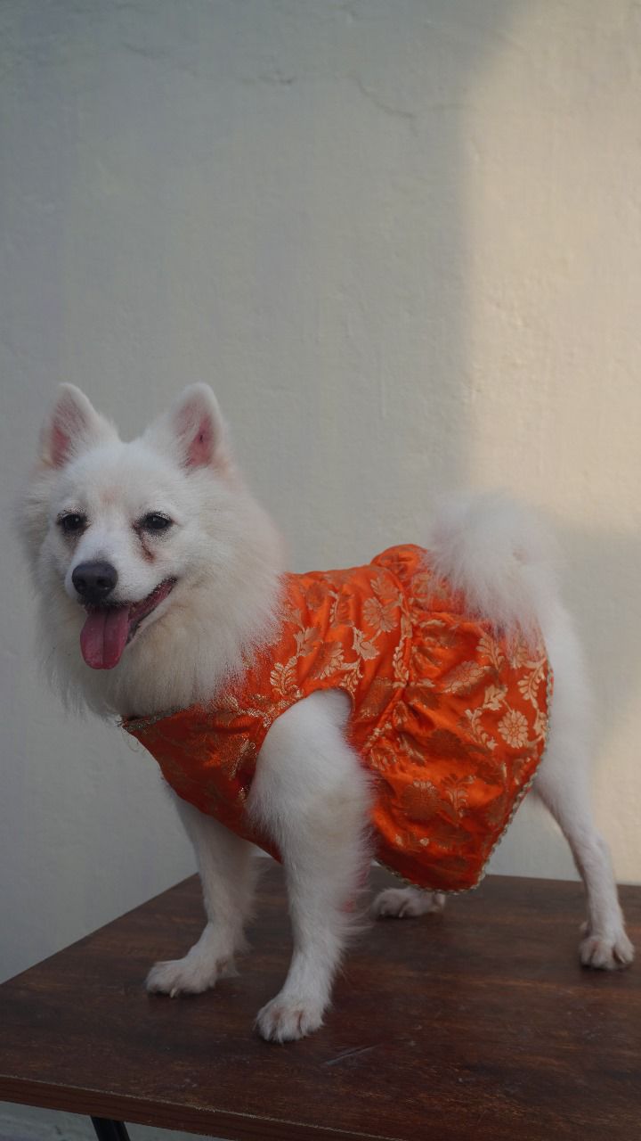 Orange Banarasi Dog Dress with Gold Lace Detailing