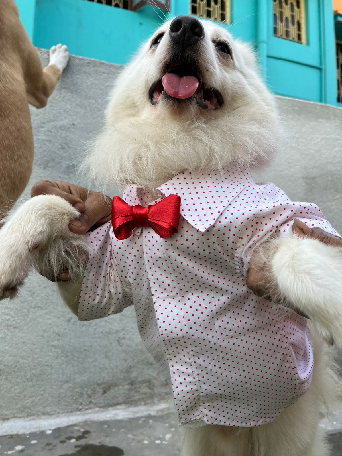 White and red polka dot shirt with red bow