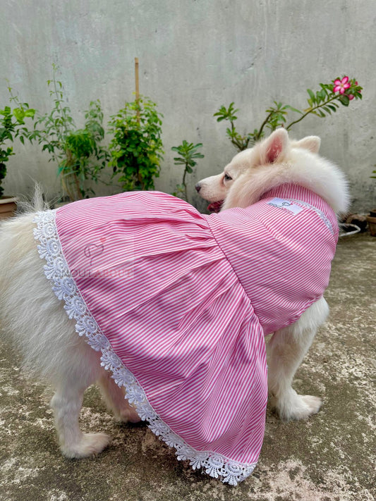 Pawfectly pink stripe lace dress
