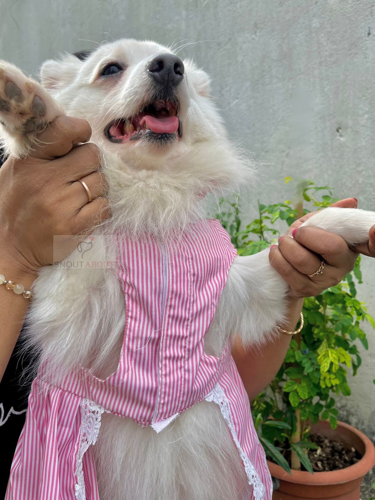 Pawfectly pink stripe lace dress
