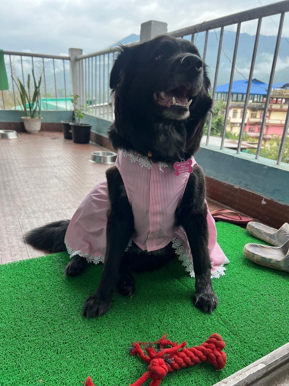 Pawfectly pink stripe lace dress