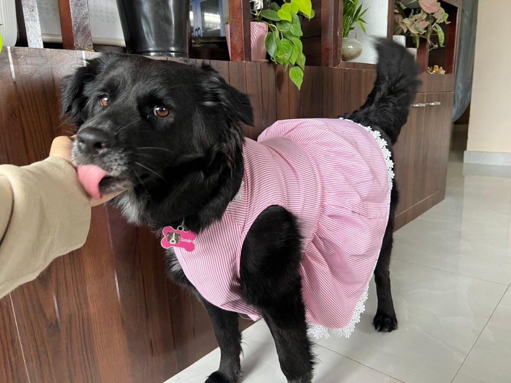 Pawfectly pink stripe lace dress