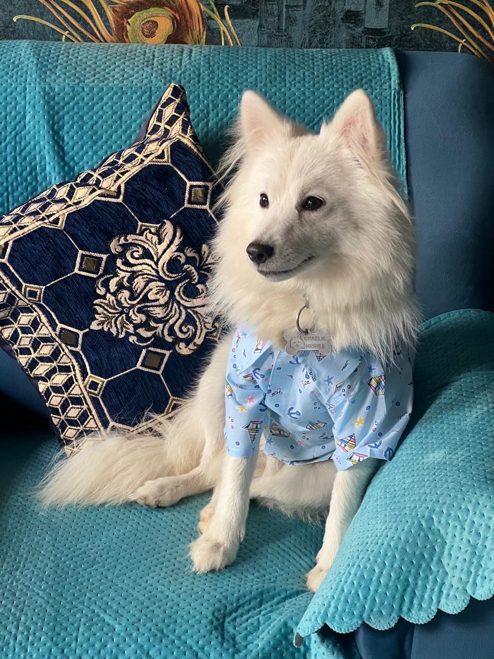 Ship Printed Blue Cotton Casual Shirt for Dogs & cats
