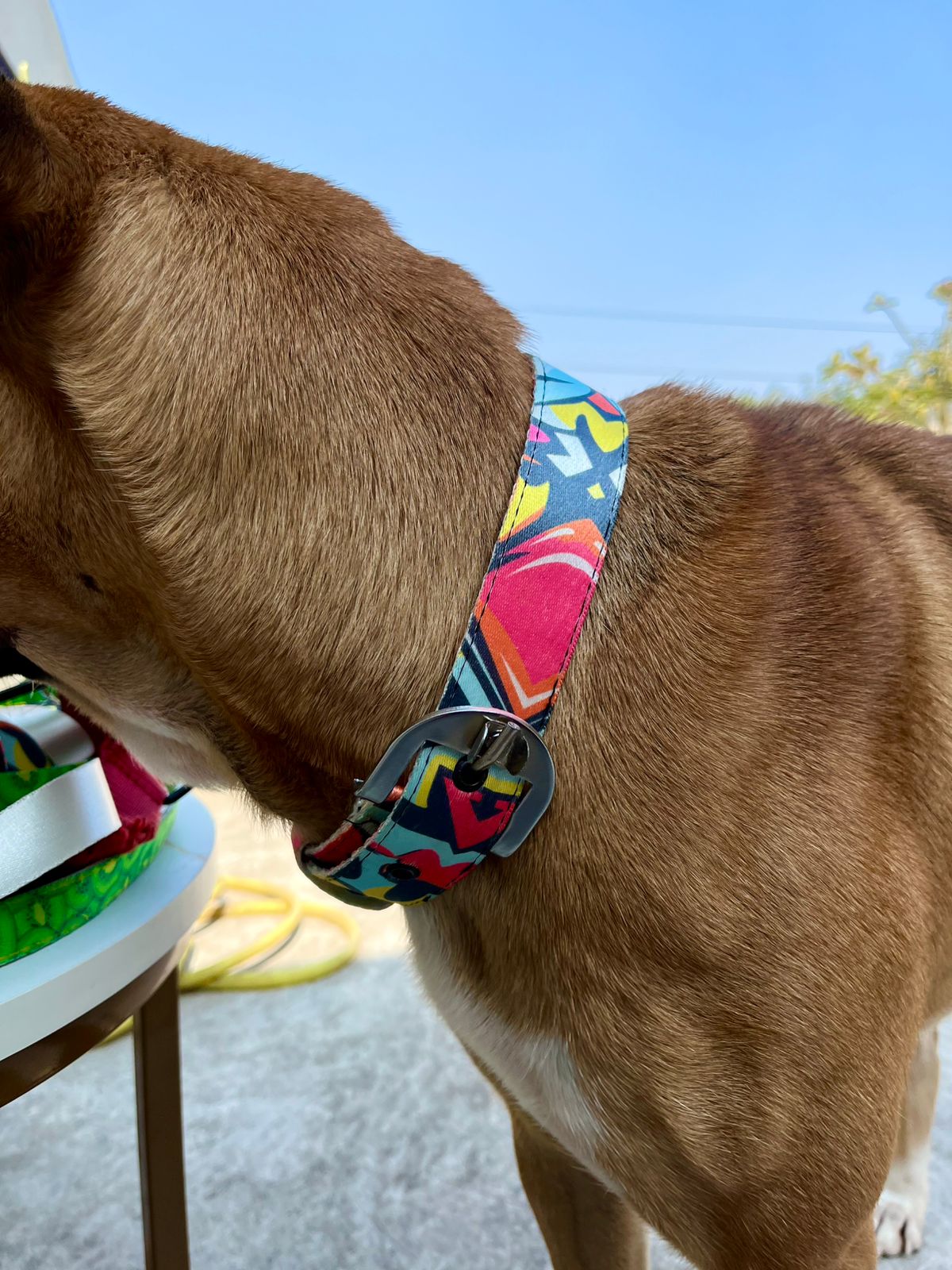 Abstract print collar and leash set