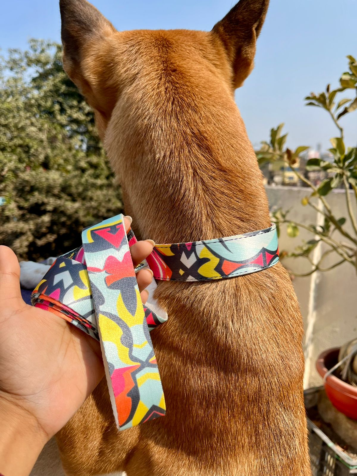Abstract print collar and leash set