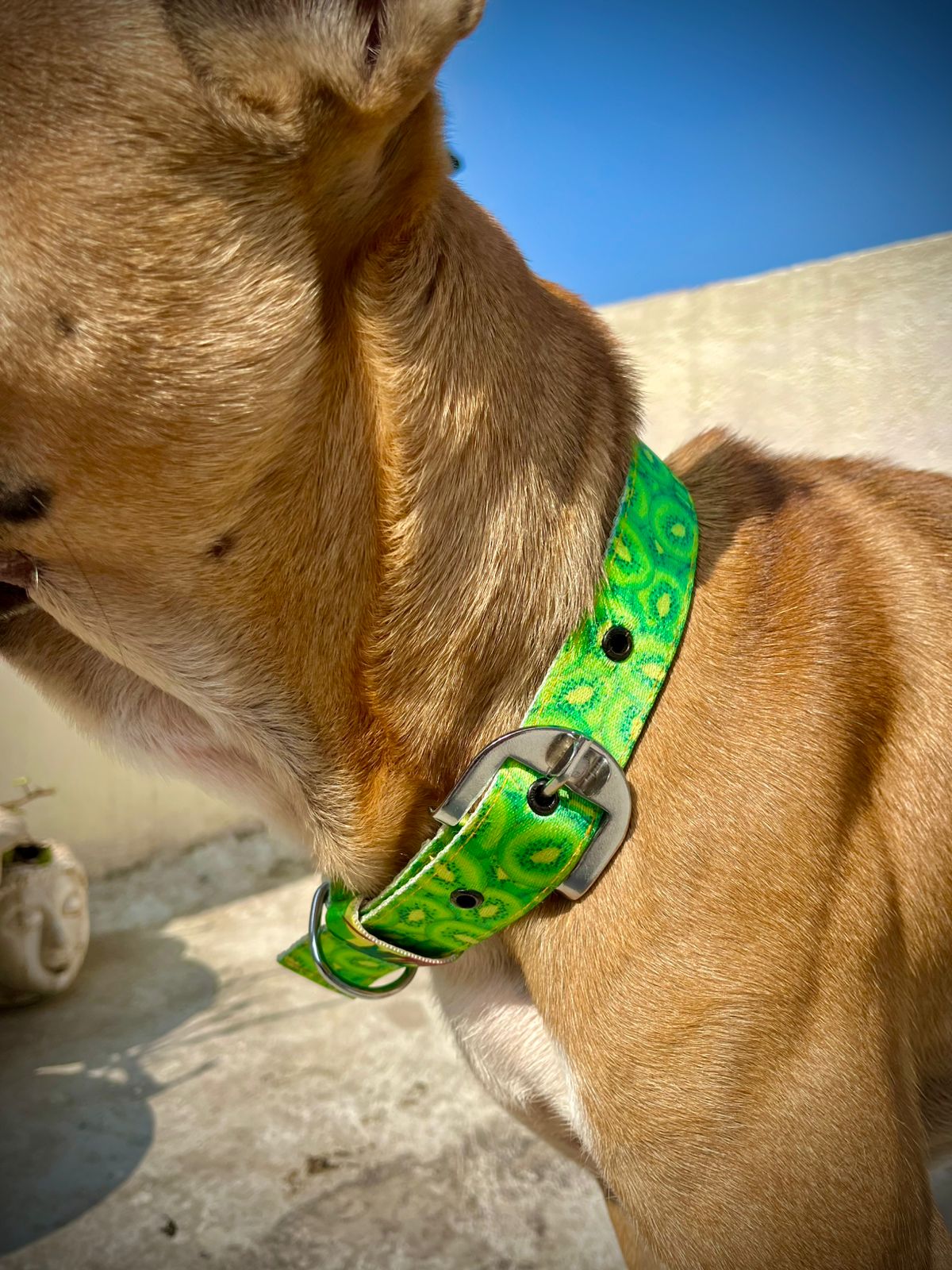 Kiwi pop collar & leash set