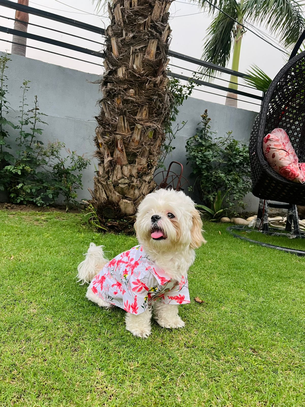 Tropical print shirts for pets